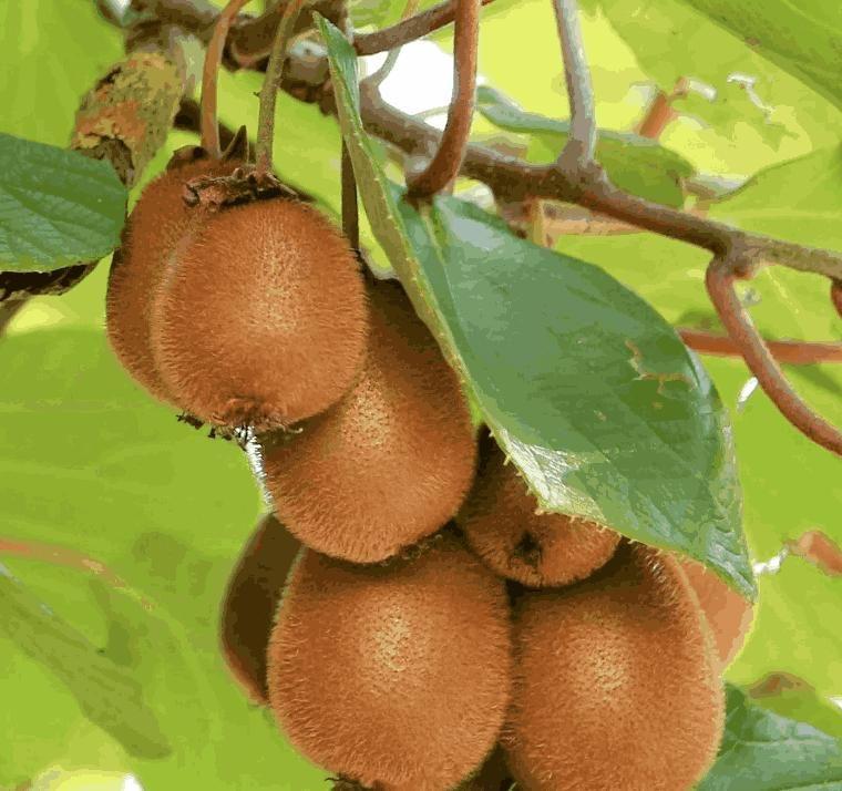 Kiwi, Juicy, Sour And Sweet, Suitable For Home Planting